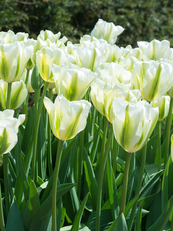 Tulip Spring Green Bulbs White UK delivery