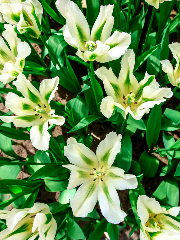 Tulip Spring Green Bulbs White
