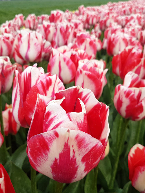 Tulip Spryng Rembrandt bulbs