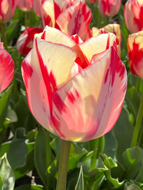 Tulip Spryng Rembrandt