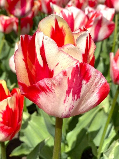 Buy Tulip Spryng Rembrandt flower bulbs for UK Shipping