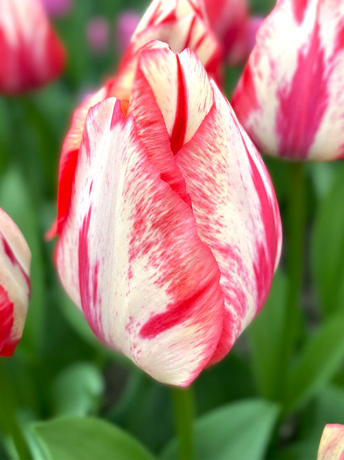 Tulip Spryng Rembrandt