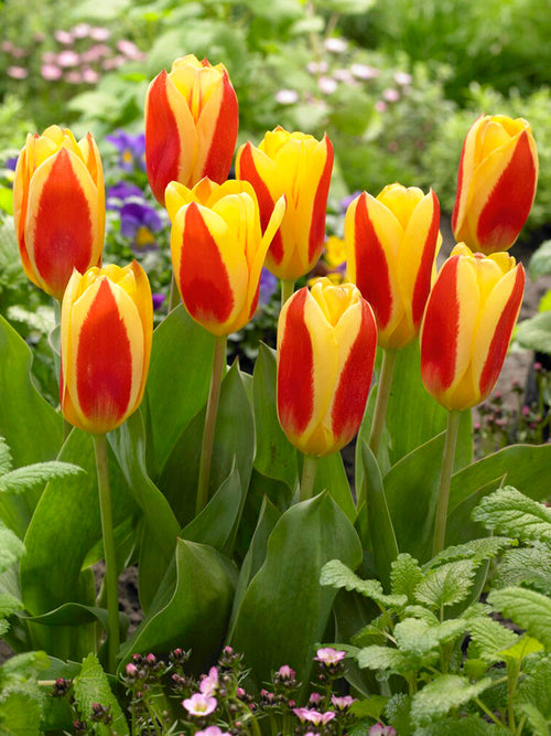 Tulip Bulbs Stresa