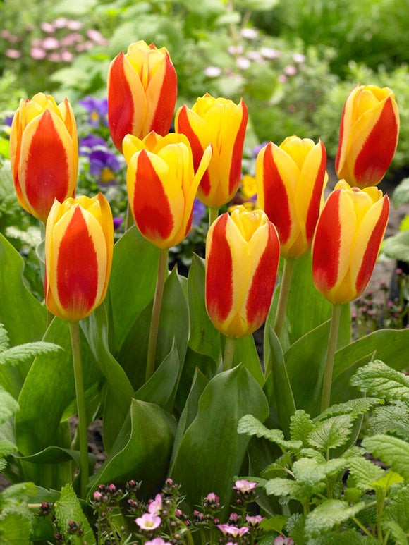 Tulip Bulbs Stresa