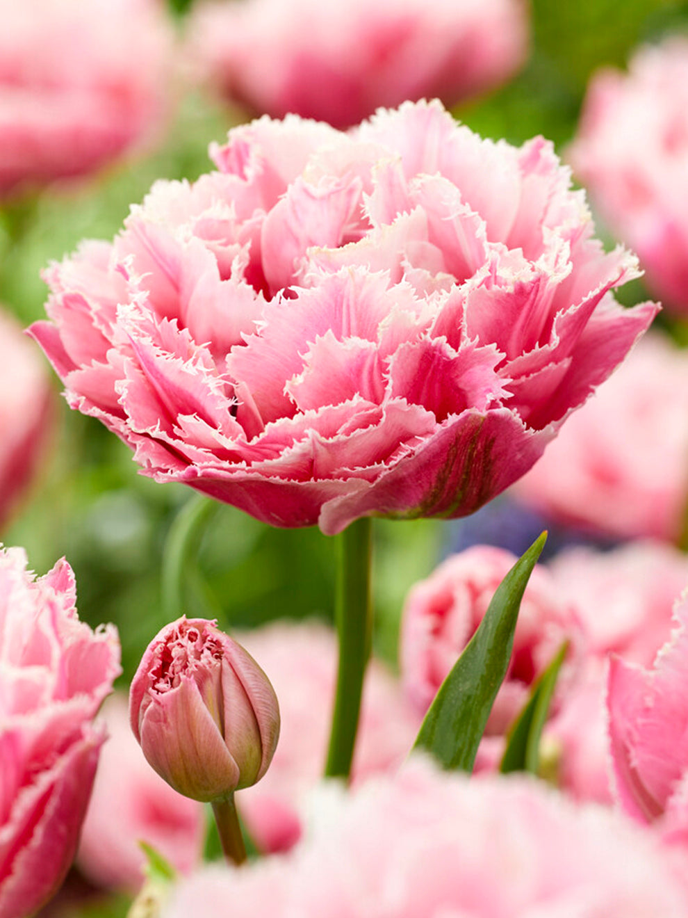 Tulip Sugar Crystal 623