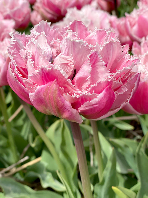 Tulip Sugar Crystal