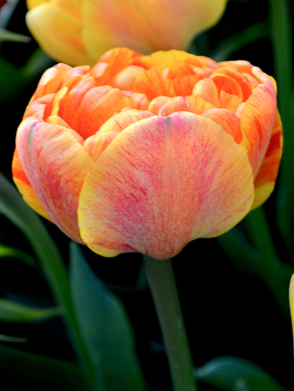 Tulip Bulbs Sunlover