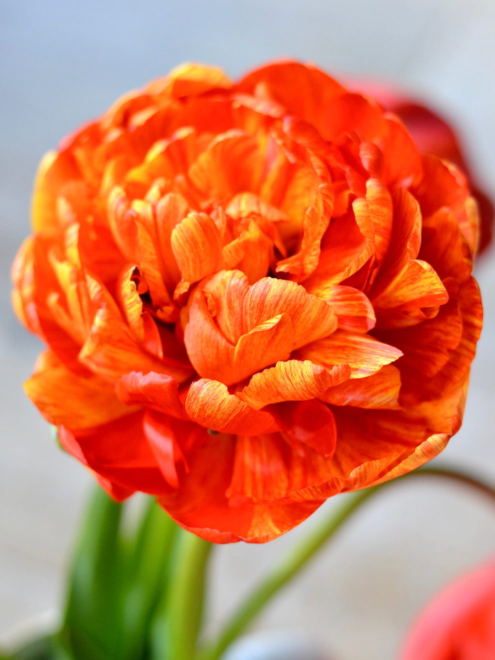Tulip Sunlover 624