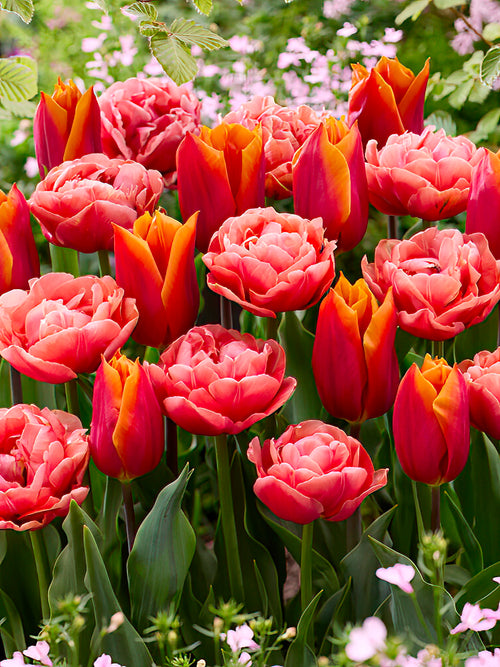 Tulip Sunset Glow Collection - Tulips