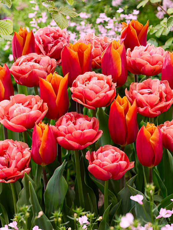 Tulip Sunset Glow Collection - Tulips