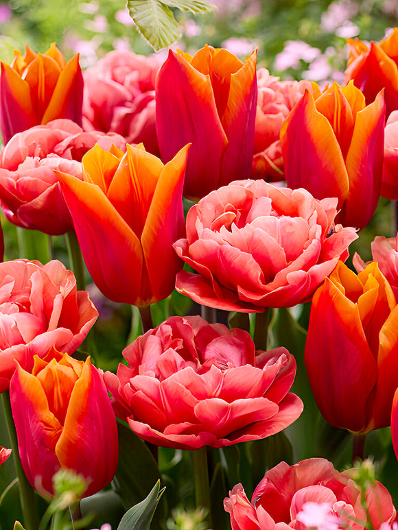 Tulip Bulbs Sunset Glow Collection