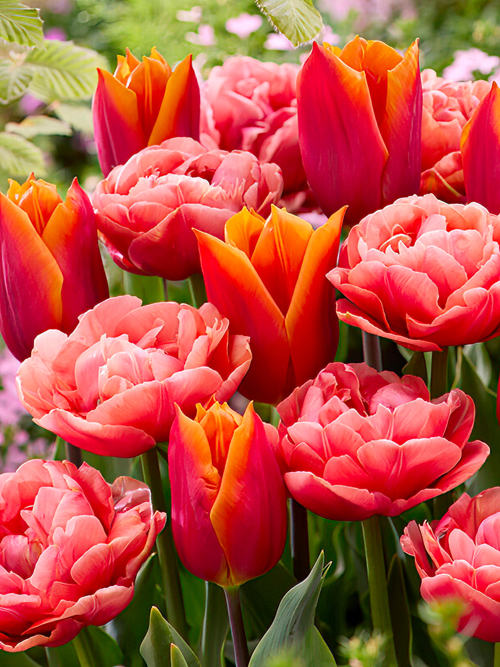 Tulip Sunset Glow Collection - Tulip Bulbs | DutchGrownâ„¢ UK