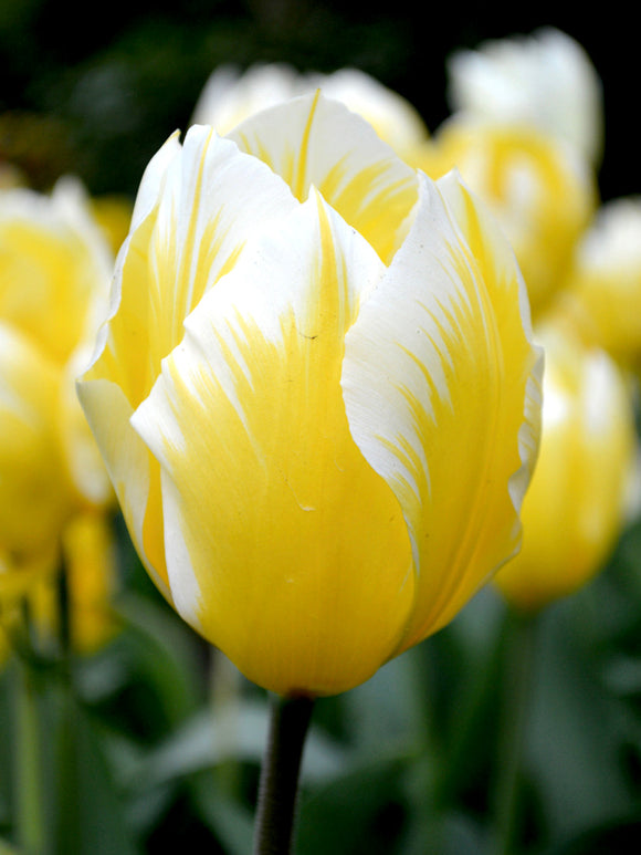 Tulip Bulbs Sweetheart
