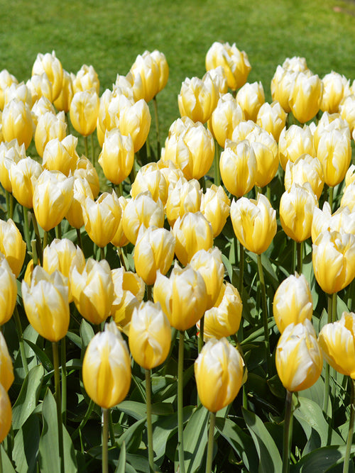 Tulip Sweetheart Yellow and White Emperor Tulip Bulbs