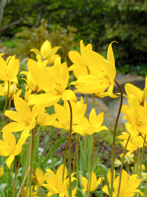 Tulip Bulbs Sylvestris