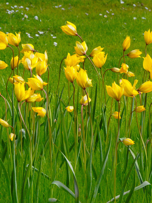 Tulip Sylvestris Bulbs - UK delivery