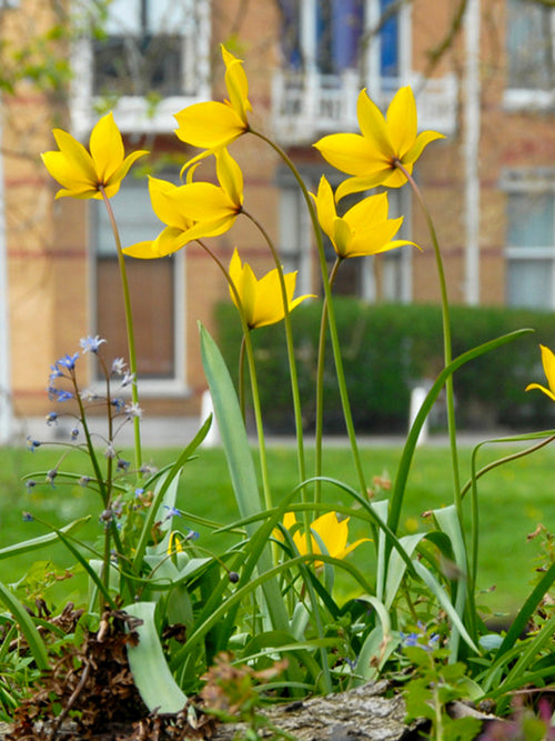 Wild Tulip Sylvestris Bulbs