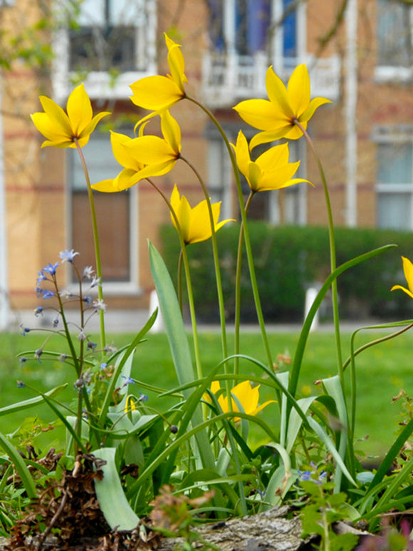 Wild Tulip Sylvestris Bulbs