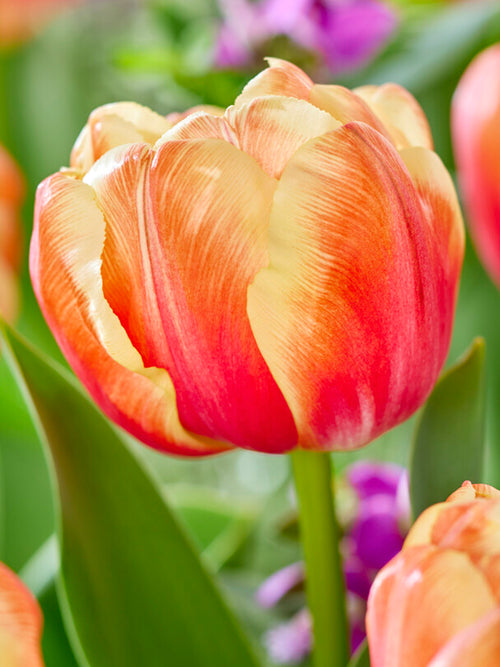 Buy Tulip Bulbs Tasmania from Holland DutchGrown™ UK