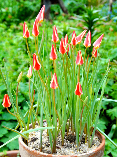 Tulip Bulbs Tinka