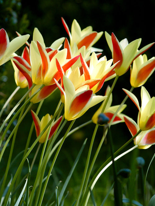 Tulip Bulbs Tinka