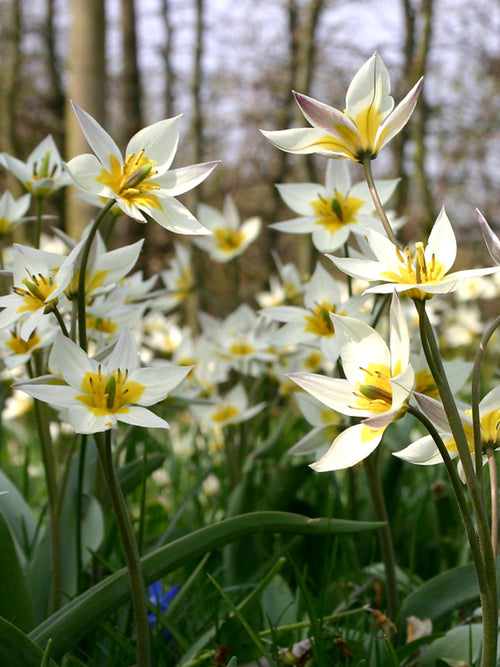 Minature Tulip Bulbs Turkestanica