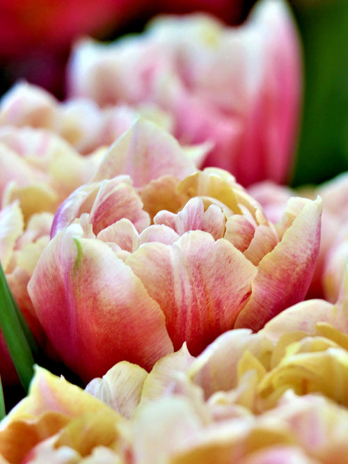 Tulip Verona Sunrise - Tulip Bulbs from Holland shipping to the UK