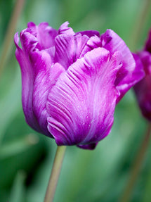 Tulip Victoria's Secret®