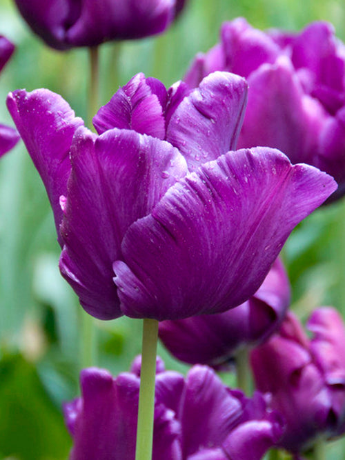 Tulip Victoria's Secret - Tulip Bulbs from Holland