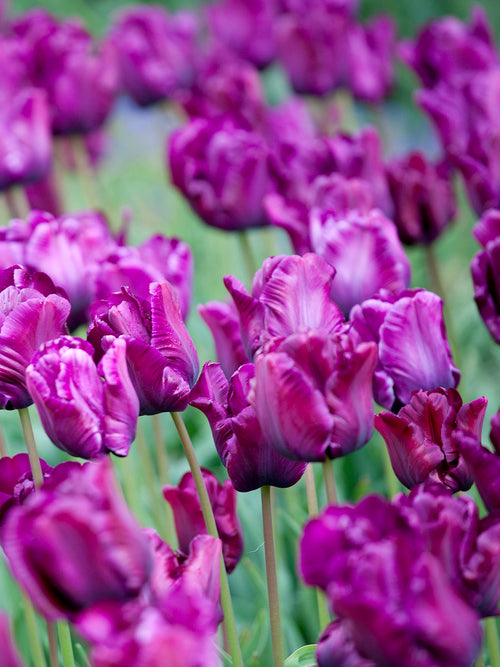 Tulip Victoria's Secret Bulbs from Holland - UK Shipping