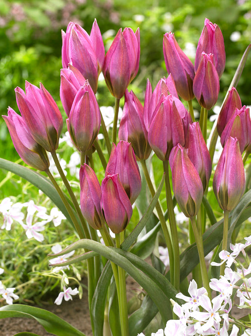 Tulip Violetta soft pink star‑shaped tulip