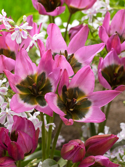 Violetta tulip with purple centre and pink petals