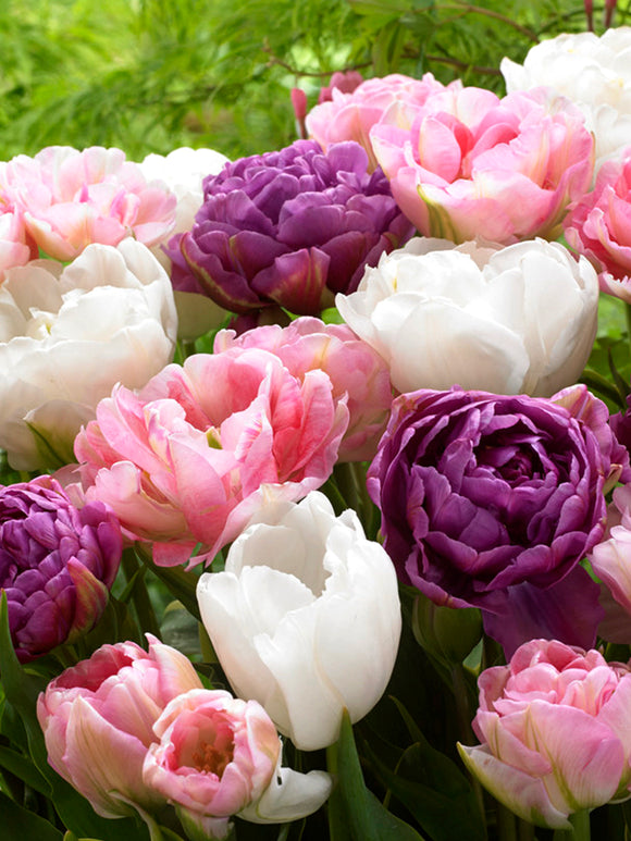 Tulip Bulbs Wedding Gift Collection