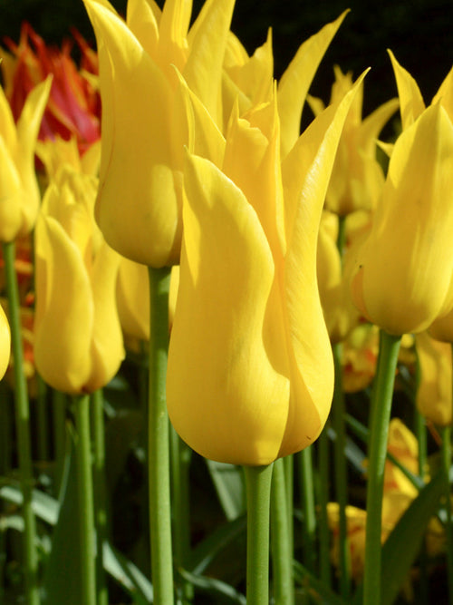 Tulip West Point Yellow Lily Flowering