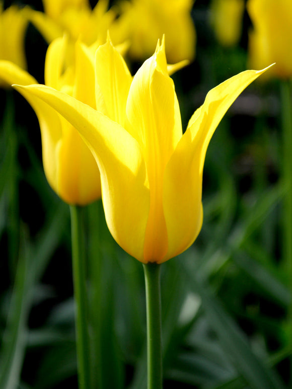 Tulip Bulbs West Point