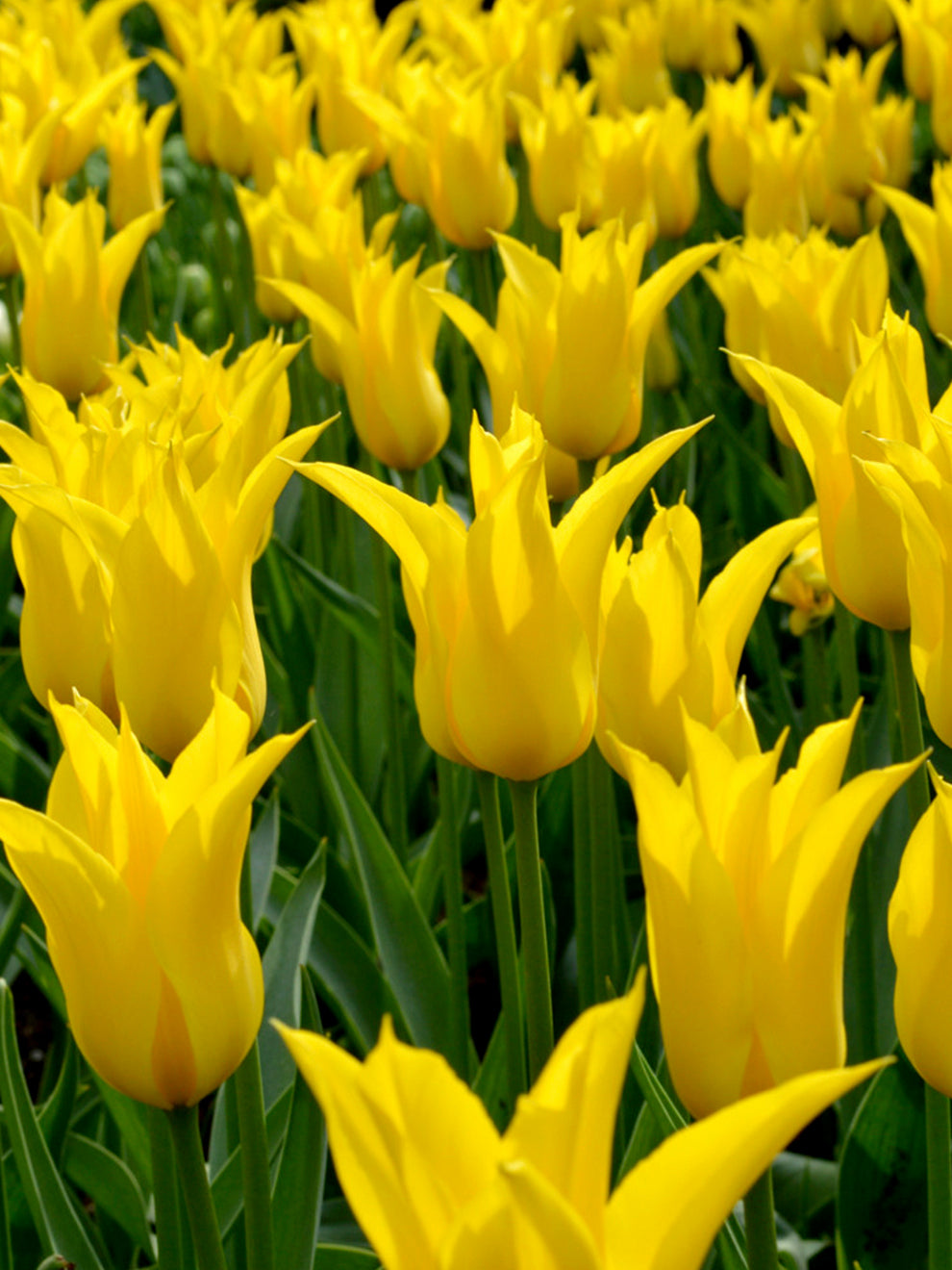 Tulip West Point - Buy Tulip Bulbs online | DutchGrown™ UK