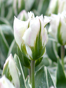 Tulip White China Town