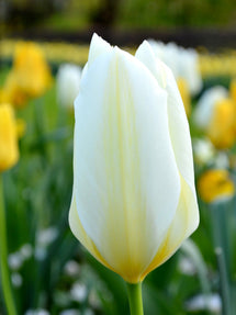 Tulip White Emperor