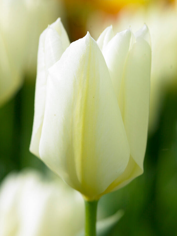 Tulip Bulbs White Emperor