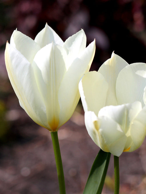 White Emperor Tulip Bulbs UK Delivery