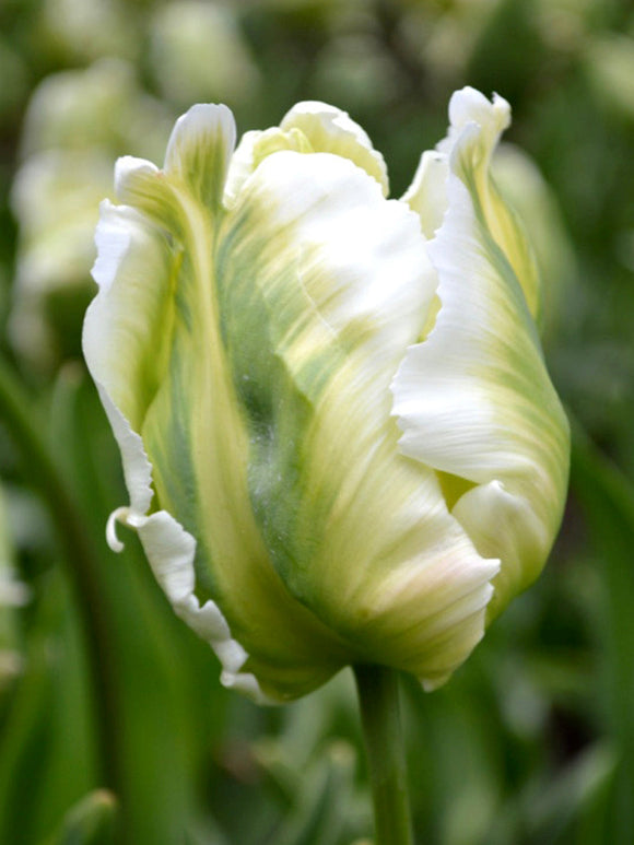 White Parrot Tulip Bulbs