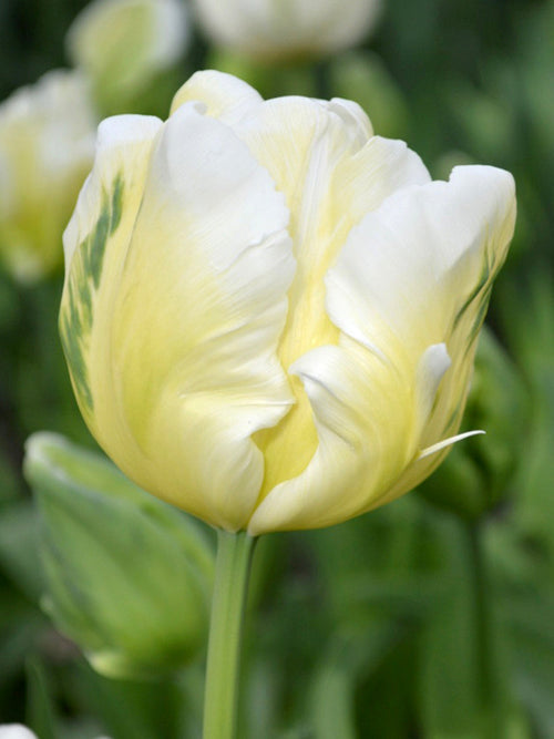 Tulip Bulbs - White Parrot - UK delivery