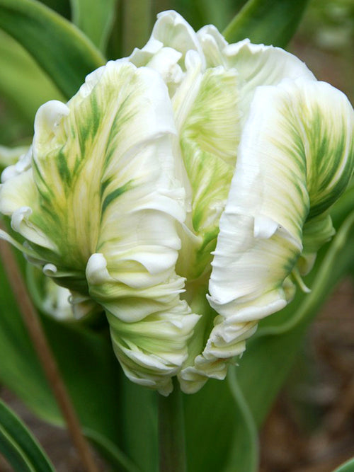 Tulip Bulbs White Parrot - UK shipping
