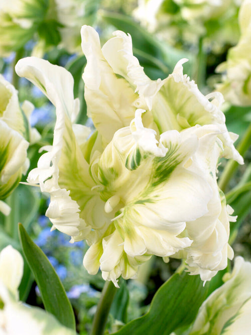 Tulip Bulbs White Parrot - UK shipping