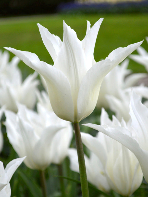 Tulip Bulbs White Triumphator