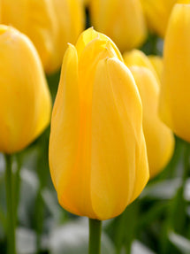 Tulip Yellow Emperor