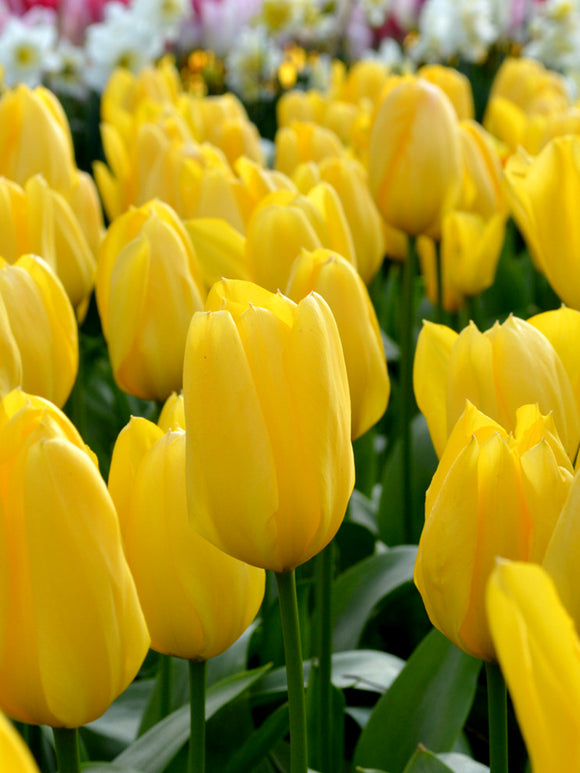 Tulip Bulbs - Yellow Emperor - UK Delivery