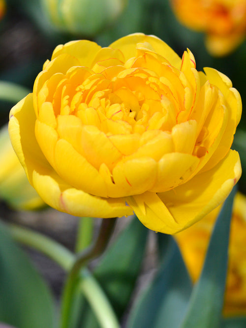 Tulip Yellow Pomponette