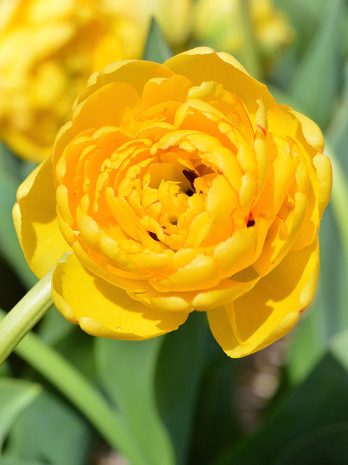 Tulip Yellow Pomponette bulbs