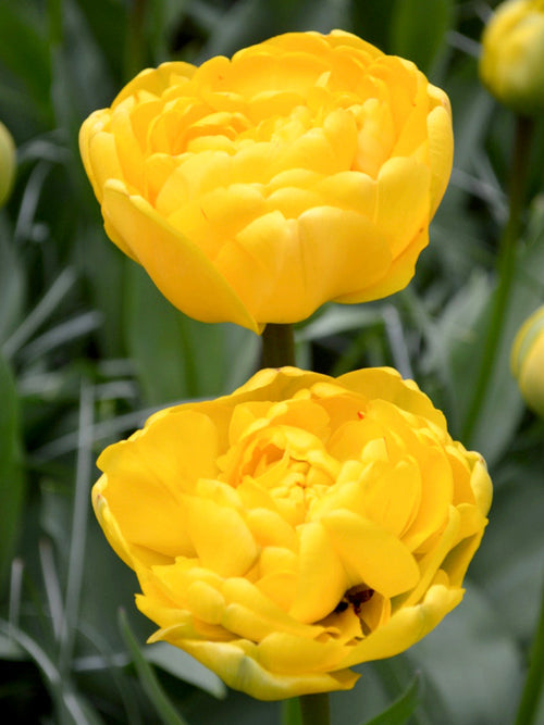 Tulips Yellow Pomponette